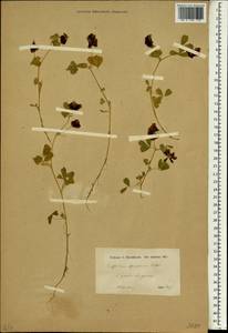 Клевер крупноцветковый Schreb., Зарубежная Азия (ASIA) (Ирак)