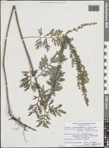 Полынь армянская Lam., Восточная Европа, Центральный лесостепной район (E6) (Россия)