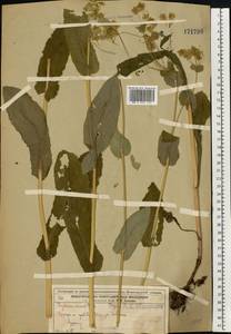 Володушка длиннолистная L., Восточная Европа, Волжско-Камский район (E7) (Россия)