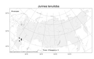 Jurinea tenuiloba, Наголоватка тонколопастная Bunge, Атлас флоры России (FLORUS) (Россия)