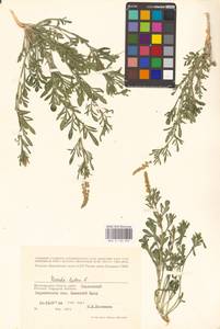 Резеда желтая L., Восточная Европа, Нижневолжский район (E9) (Россия)