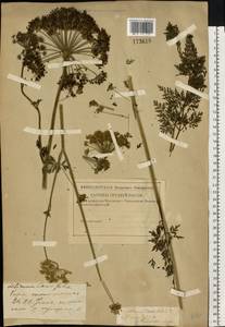 Гирча тминолистная (L.) L., Восточная Европа, Средневолжский район (E8) (Россия)