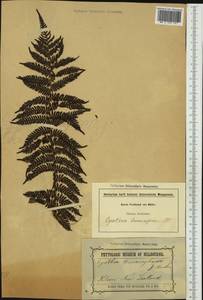 Alsophila cunninghamii (Hook. fil.) R. M. Tryon, Австралия и Океания (AUSTR) (Австралия)