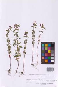 Пикульник ладанниковый L., Восточная Европа, Московская область и Москва (E4a) (Россия)