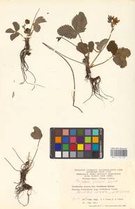 Земляника зеленая, Полуница Duchesne, Восточная Европа, Восточный район (E10) (Россия)