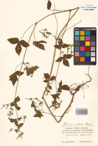 Герань Уилфорда Maxim., Сибирь, Дальний Восток (S6) (Россия)