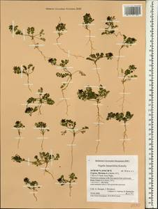 Nigella fumariifolia Kotschy, Зарубежная Азия (ASIA) (Кипр)