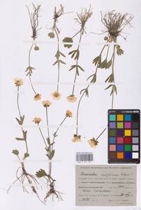 Лютик серножелтый Sol., Сибирь, Западная Сибирь (S1) (Россия)