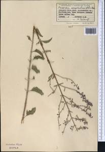 Salvia scrophulariifolia (Bunge) B.T.Drew, Средняя Азия и Казахстан, Западный Тянь-Шань и Каратау (M3) (Узбекистан)