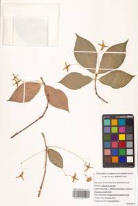 Бересклет большекрылый Rupr., Сибирь, Дальний Восток (S6) (Россия)