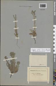 Липучка поникшая (Lehm.) Menyh., Восточная Европа, Нижневолжский район (E9) (Россия)