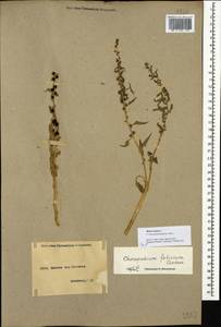 Blitum virgatum subsp. virgatum, Кавказ, Армения (K5) (Армения)