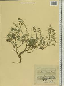 Бурачок ленский Adams, Восточная Европа, Средневолжский район (E8) (Россия)