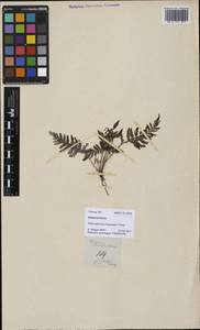 Abrodictyum obscurum (Blume) Ebihara & K. Iwats., Зарубежная Азия (ASIA) (Филиппины)