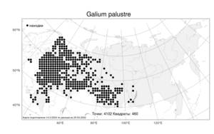 Galium palustre, Подмаренник болотный L., Атлас флоры России (FLORUS) (Россия)