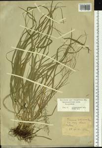 Sibirotrisetum sibiricum (Rupr.) Barberá, Сибирь, Дальний Восток (S6) (Россия)