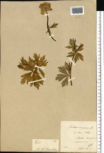 Купальница европейская L., Восточная Европа, Московская область и Москва (E4a) (Россия)