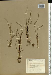 Мышиный гиацинт незамеченный Guss. ex Ten., Восточная Европа, Северо-Украинский район (E11) (Украина)