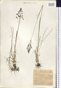 Мятлик сибирский Roshev., Сибирь, Западный (Казахстанский) Алтай (S2a) (Казахстан)