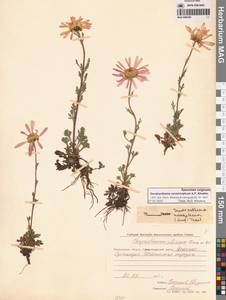 Chrysanthemum zawadzkii subsp. peleiolepis (Trautv.) Zuev, Сибирь, Чукотка и Камчатка (S7) (Россия)