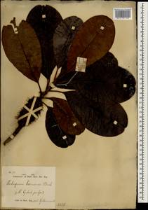 Palaquium gutta (Hook.) Baill., Зарубежная Азия (ASIA) (Индонезия)