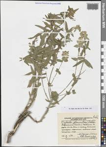 Молочай острый, Средняя Азия и Казахстан, Памир и Памиро-Алай (M2) (Таджикистан)