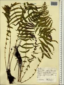 Polypodiopsida, Африка (AFR) (Эфиопия)