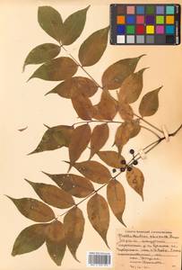 Бархат амурский Rupr., Сибирь, Дальний Восток (S6) (Россия)