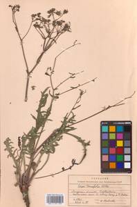 Crepidiastrum tenuifolium (Willd.) Sennikov, Сибирь, Дальний Восток (S6) (Россия)