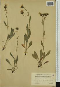 Hieracium dentatum subsp. expallens (Fr.) Nägeli & Peter, Западная Европа (EUR) (Австрия)