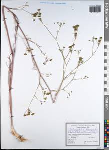 Dichoropetalum depauperatum (Boiss. & Balansa) Pimenov & Kljuykov, Зарубежная Азия (ASIA) (Турция)