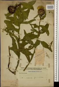 Василек крупноголовчатый Muss. Puschk. ex Willd., Кавказ, Азербайджан (K6) (Азербайджан)