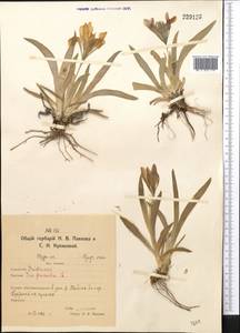 Ирис низкий, Касатик карликовый L., Средняя Азия и Казахстан, Северный и Центральный Казахстан (M10) (Казахстан)