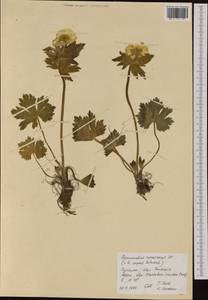 Ranunculus polyanthemos subsp. nemorosus (DC.) Schübl. & G. Martens, Западная Европа (EUR) (Испания)