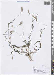 Andropogon, Зарубежная Азия (ASIA) (Индия)