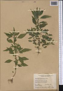 Parietaria pensylvanica Muhl. ex Willd., Америка (AMER) (США)