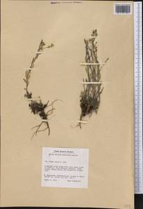 Draba aurea M. Vahl ex Hornem., Америка (AMER) (Гренландия)