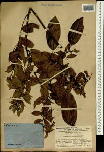 Rhamnella rubrinervis (Lév.) Rehd., Зарубежная Азия (ASIA) (КНР)