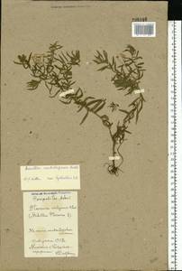 Achillea salicifolia subsp. salicifolia, Восточная Европа, Белоруссия (E3a) (Белоруссия)
