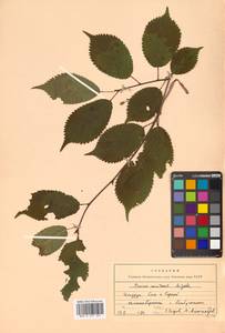 Prunus nipponica var. kurilensis (Miyabe) E. H. Wilson, Сибирь, Дальний Восток (S6) (Россия)