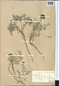 Astragalus aschuturi B. Fedtsch., Средняя Азия и Казахстан, Западный Тянь-Шань и Каратау (M3) (Казахстан)