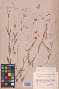 Горицвет кукушкин, кукушкин цвет (L.) Greuter & Burdet, Восточная Европа, Московская область и Москва (E4a) (Россия)