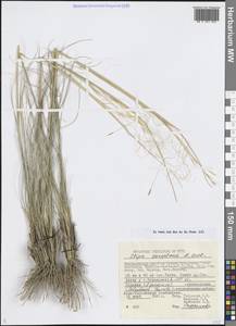 Ковыль сарепский A.K.Becker, Средняя Азия и Казахстан, Прикаспийский Устюрт и Северное Приаралье (M8) (Казахстан)