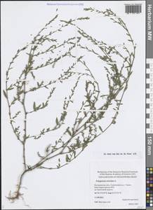 Спорыш птичий, Горец птичий L., Восточная Европа, Центральный лесной район (E5) (Россия)