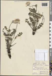 Прострел албанский (Steven) Bercht. & J.Presl, Кавказ, Северная Осетия, Ингушетия и Чечня (K1c) (Россия)