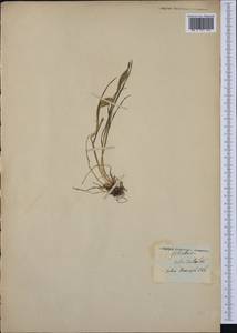 Alopecurus rendlei Eig, Западная Европа (EUR) (Франция)