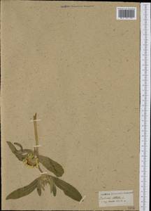 Lomelosia stellata (L.) Raf., Западная Европа (EUR) (Неизвестно)