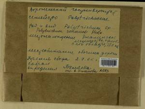 Polytrichum commune Hedw., Гербарий мохообразных, Мхи - Центральное Черноземье (B10) (Россия)
