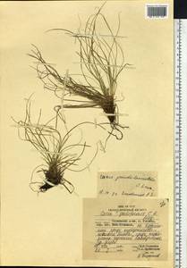 Carex lanceolata var. subpediformis Kük., Сибирь, Дальний Восток (S6) (Россия)