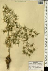 Eryngium billardierei F. Delaroche, Зарубежная Азия (ASIA) (Иран)